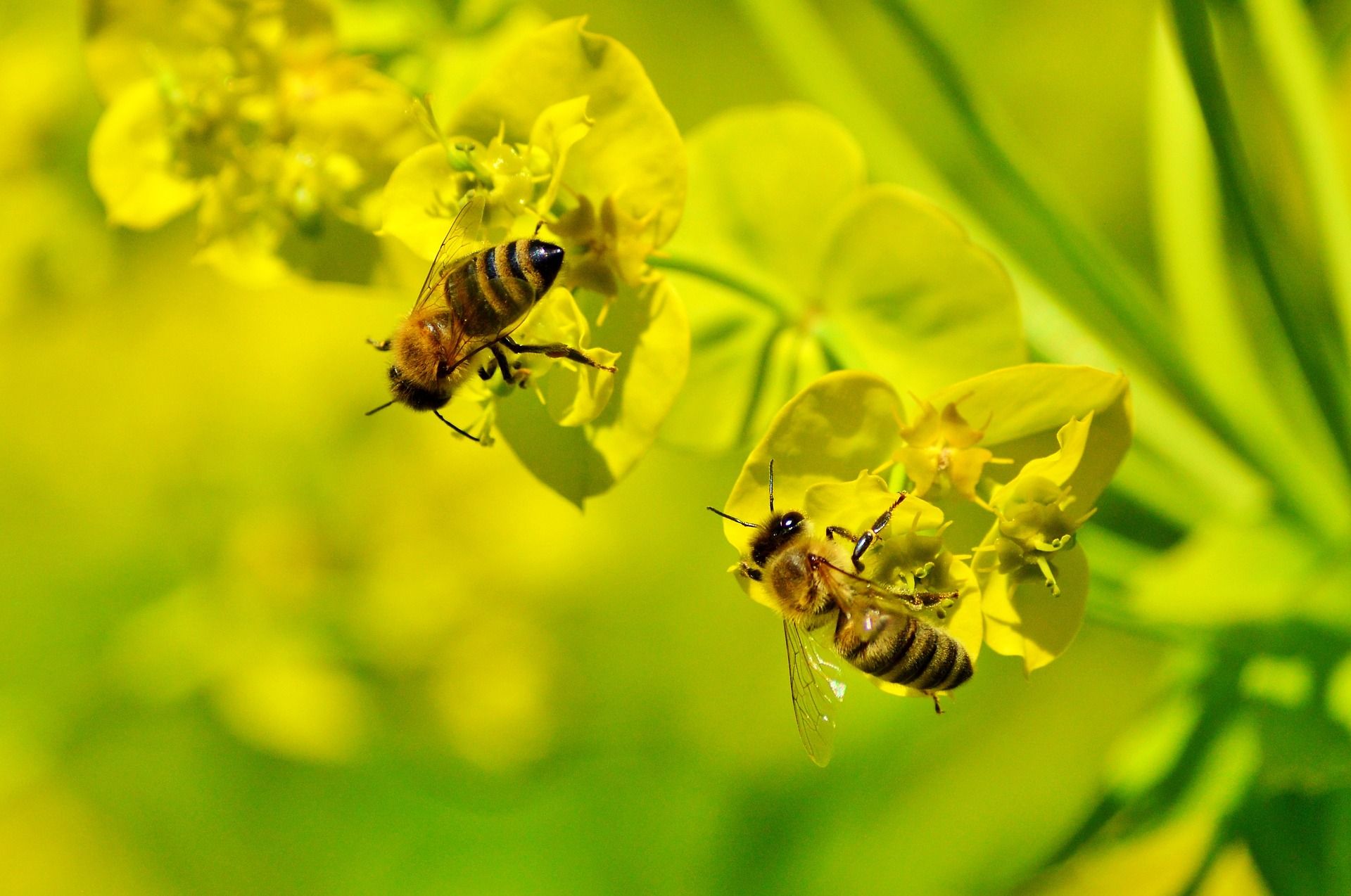 calendar apicultor - agroexpert.md