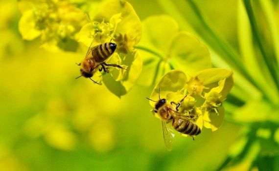 calendar apicultor - agroexpert.md