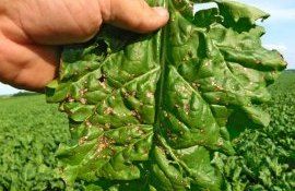 Борьба с церкоспорозом сахарной свеклы - agroexpert.md