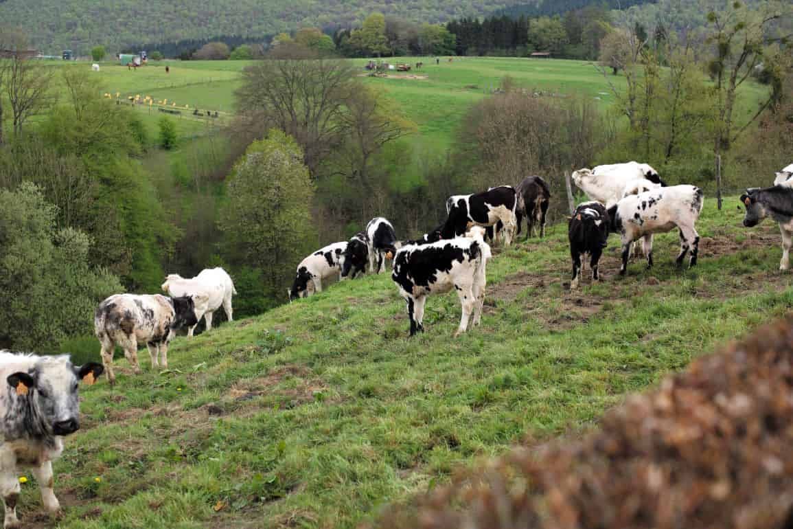 Голландские животноводы получат гранты на закрытие животноводческих ферм - agroexpert.md