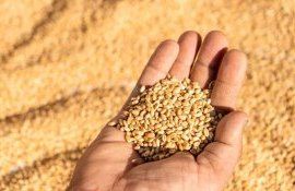 cereale import Ucraine - agroexpert.md