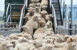 import, animale, legislați e- AgroExpert.md