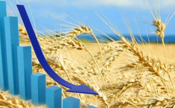Цены на зерно на рынке Евросоюза упали ниже себестоимости - agroexpert.md   