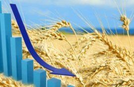 Цены на зерно на рынке Евросоюза упали ниже себестоимости - agroexpert.md   
