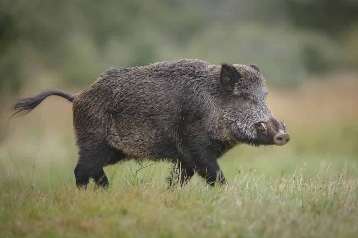 В Молдове выявлен очередной случай Африканской чумы свиней - agroexpert.md