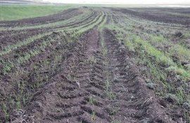 Какие культуры лучше переживут уплотнение почвы - agroexpert.md