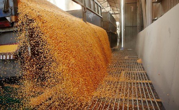 grâu preț fermieri - AgroExpert.md