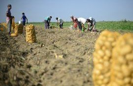 fermieri angajați agricultură - AgroExpert.md