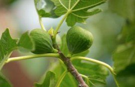 smochin plantare - agroexpert.md