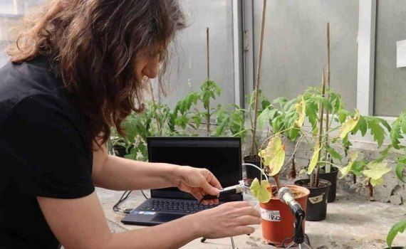 Звуковые импульсы помидора зафиксирована израильскими учеными - agroexpert.md