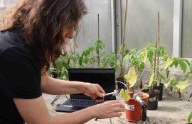 Звуковые импульсы помидора зафиксирована израильскими учеными - agroexpert.md
