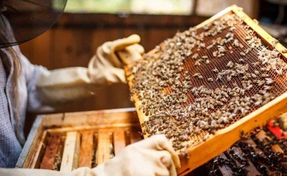 Умные ульи передают данные о состоянии колоний пчеловодам - agroexpert.md