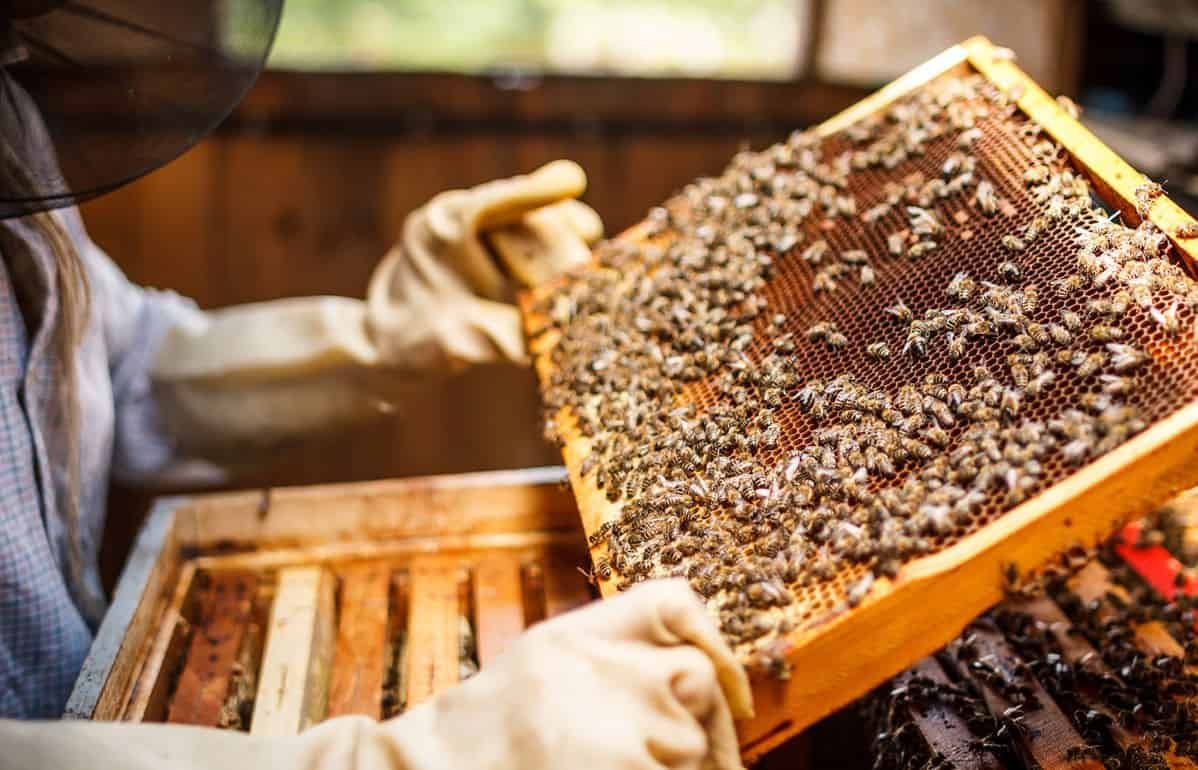 Умные ульи передают данные о состоянии колоний пчеловодам - agroexpert.md