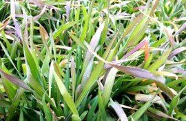 Признаки фосфорного голодания у растений - agroexpert.md