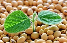 Соя с отредактированными генами одобрена Китаем - agroexpert.md   