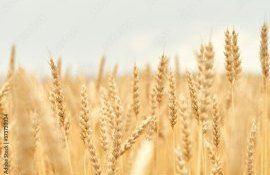 Грибные патогены на сельхозкультурах - agroexpert.md   