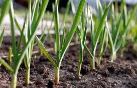 Чем подкормить озимый чеснок в мае от пожелтения - agroexpert.md