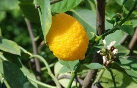 altoire lamâi - agroexpert.md