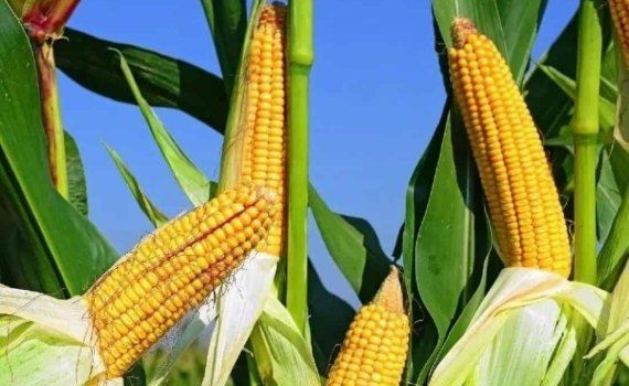 Китайский зигзаг и азотная настройка в технологии выращивания кукурузы - agroexpert.md
