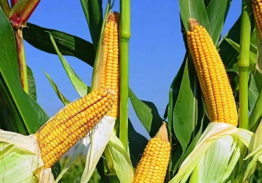 Китайский зигзаг и азотная настройка в технологии выращивания кукурузы - agroexpert.md