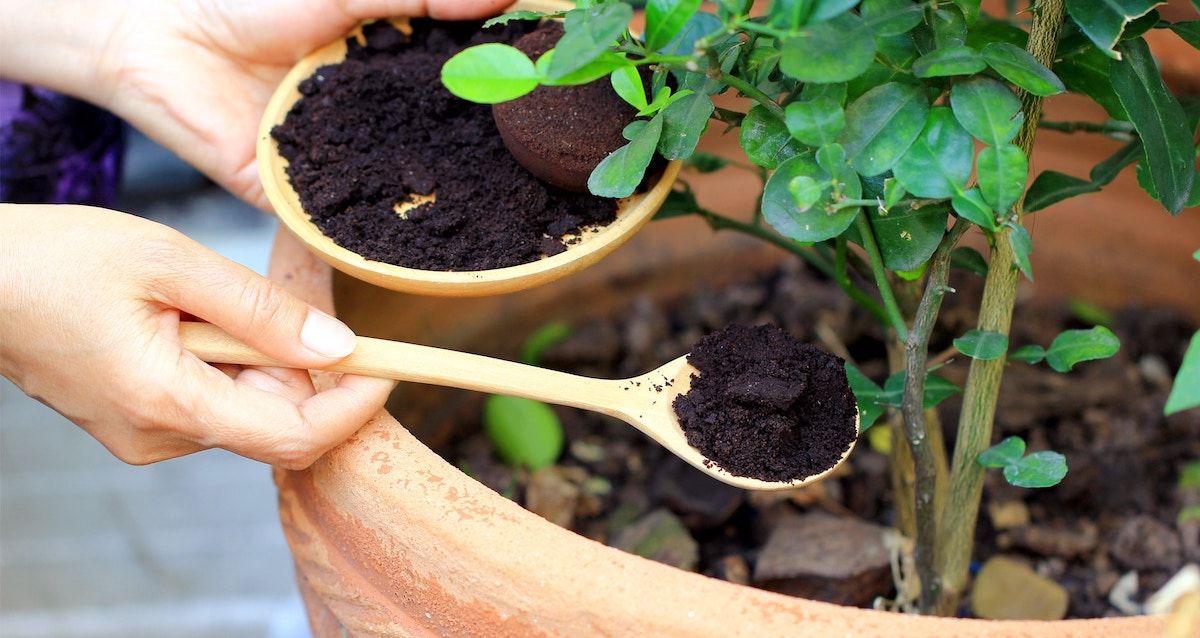 zaț cafea efecte benefice - agroexpert.md