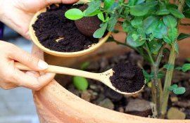 zaț cafea efecte benefice - agroexpert.md
