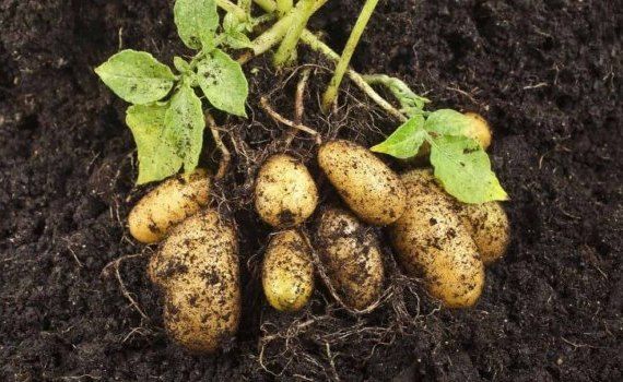 Планы ЕС по запрету пестицидов ударят по семенному картофелю в Германии - agroexpert.md   