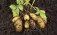 Планы ЕС по запрету пестицидов ударят по семенному картофелю в Германии - agroexpert.md   