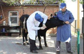В Молдове ощущается острая нехватка ветеринаров - agroexpert.md