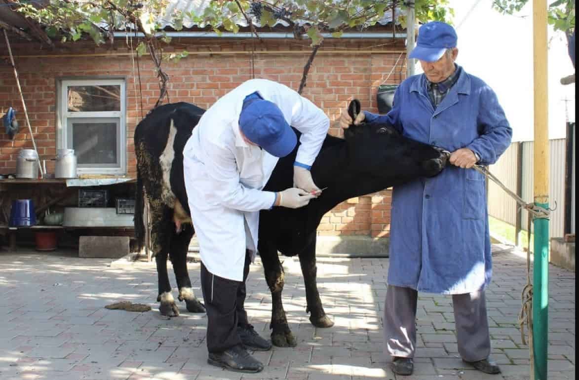 В Молдове ощущается острая нехватка ветеринаров - agroexpert.md