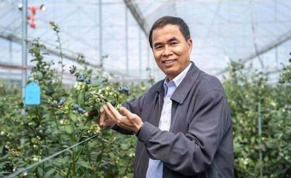 Китайские ученые вывели новый сорт гигантской голубики - agroexpert.md   