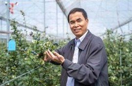 Китайские ученые вывели новый сорт гигантской голубики - agroexpert.md   