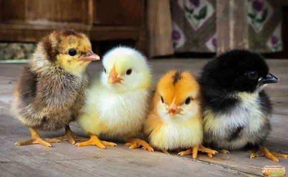 Сколько цыплят может высидеть одна курица - agroexpert.md