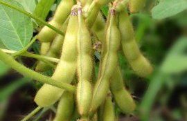 Глобальное потепление не навредит сое при достаточном орошении - agroexpert.md