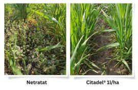 citadel erbicid - agroexpert.md