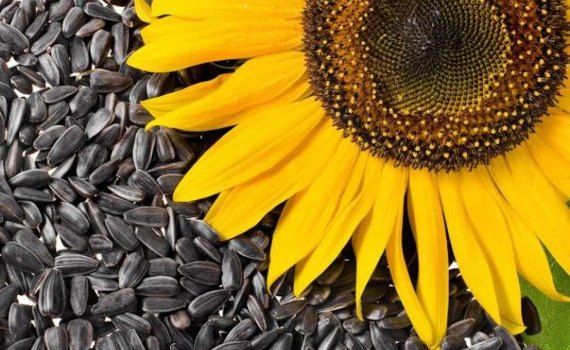 semințe de floarea soarelui - agroexpert.md