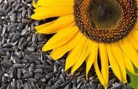 semințe de floarea soarelui - agroexpert.md