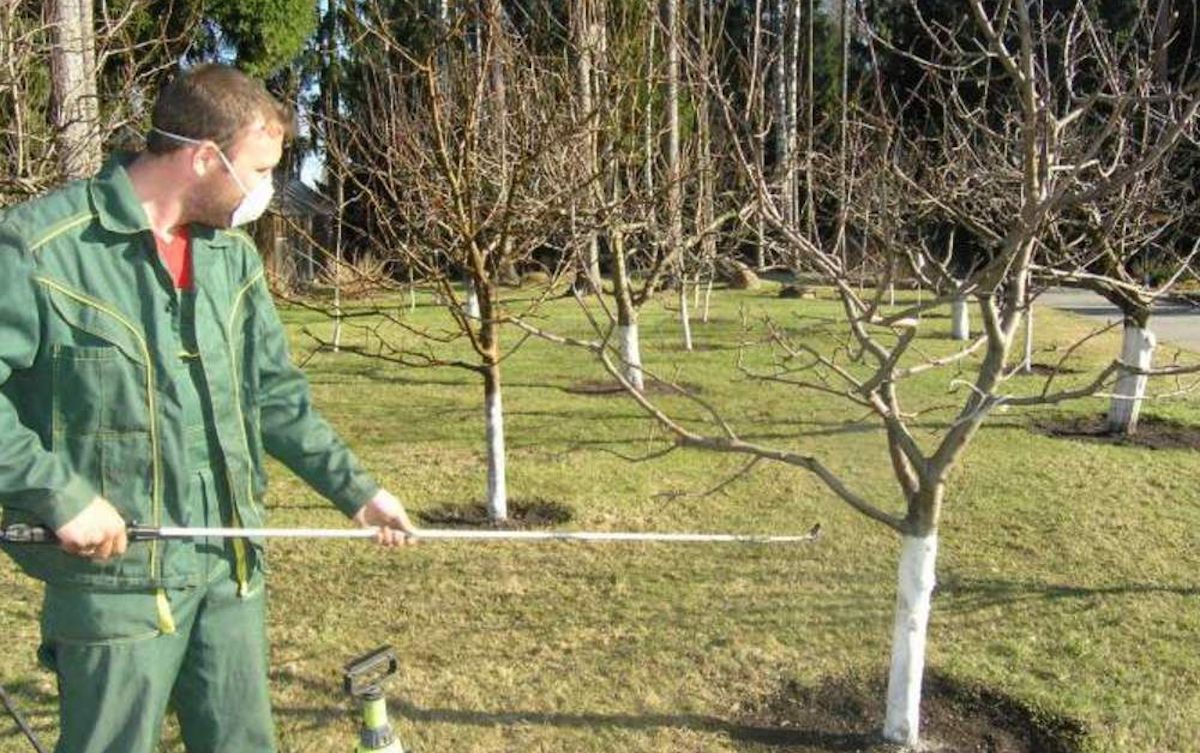 Ранняя обработка деревьев от вредителей