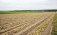 В ЕС запрещают инсектицид оксамил с 1 ноября 2023 - agroexpert.md
