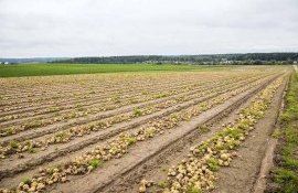 В ЕС запрещают инсектицид оксамил с 1 ноября 2023 - agroexpert.md