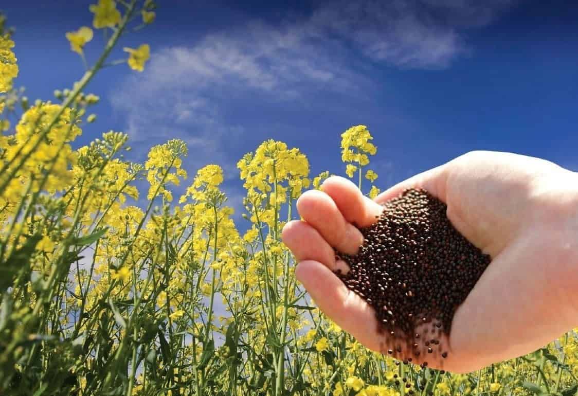 Украину снова ожидает рекордный урожай рапса - agroexpert.md