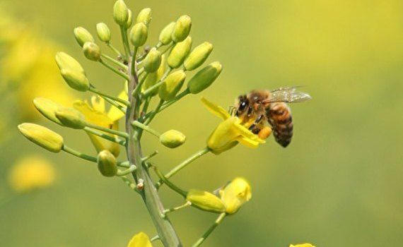 otrăvirea albinelor erbicide - agroexpert.md