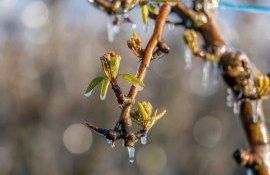 cod galben inghet - agroexpert.md