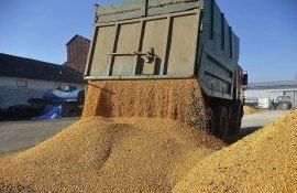 grâu producători Ucraina - AgroExpert.md
