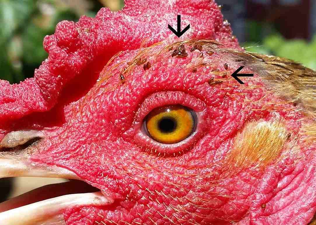 Красный куриный клещ – новый метод борьбы - agroexpert.md