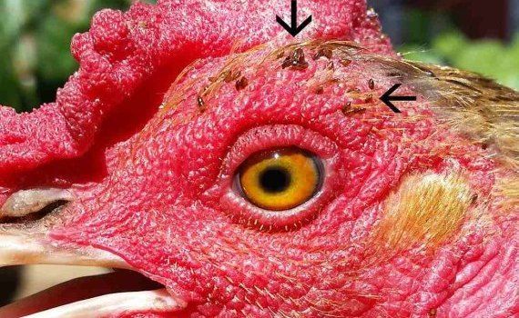 Красный куриный клещ – новый метод борьбы - agroexpert.md
