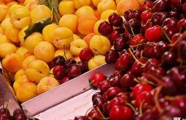 Урожай ранних фруктов в Молдове появится позже обычного - agroexpert.md
