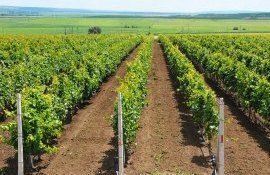 vie plantații fermieri - AgroExpert.md