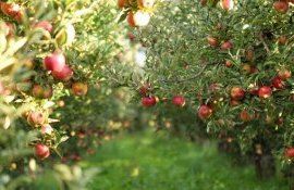 credite Livada Moldovei - agroexpert.md