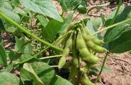 Эффективность гербицидов при обработках сои - agroexpert.md